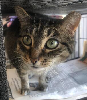Domestic Short Hair Cats Available for Adoption in Parma, Ohio - Nova | PetCurious