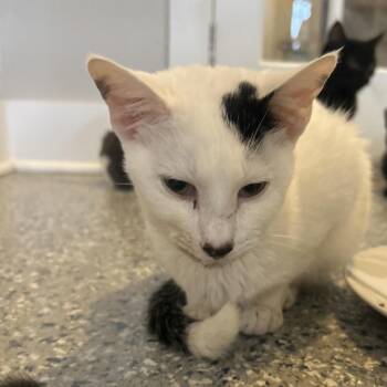 Dutchess -  Domestic Short Hair Cat for Adoption in Nashville, Tennessee - Dutchess | PetCurious