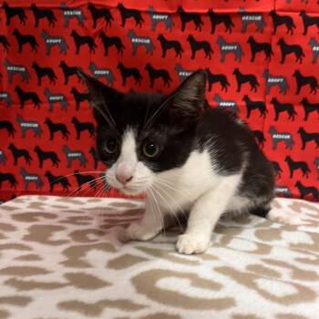 Topper -  Domestic Short Hair Cat for Adoption in Washburn, Missouri - Topper | PetCurious