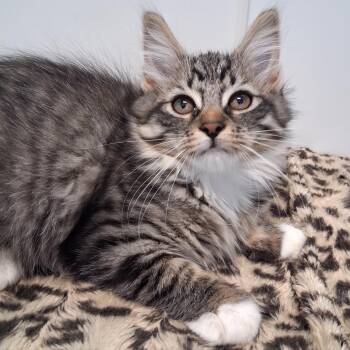 Autumn -  Domestic Long Hair Cat for Adoption in Belmont, New York - Autumn | PetCurious