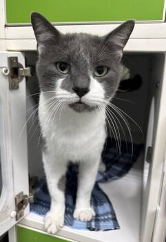 Timon -  Domestic Short Hair Cat for Adoption in Rochester, Indiana - Timon | PetCurious