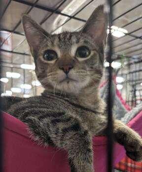 Rue -  Domestic Short Hair Cat for Adoption in Morgan Hill, California - Rue | PetCurious