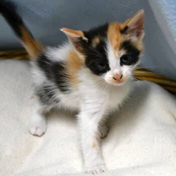 BAC-A-141982 -  Domestic Short Hair Cat for Adoption in Beaumont, Texas - BAC-A-141982 | PetCurious