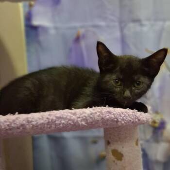 Eclipse -  Domestic Short Hair Cat for Adoption in Philadelphia, Pennsylvania - Eclipse | PetCurious