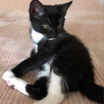 Rescue Domestic Short Hair Cats for Adoption in Hudson, New York - Rachel Rae | PetCurious