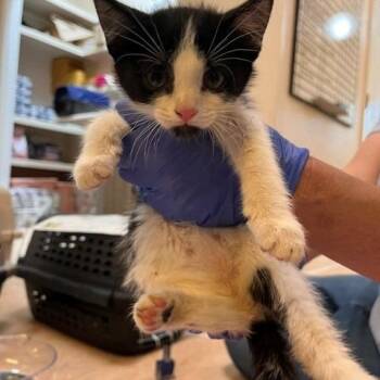 Hive -  Domestic Short Hair Cat for Adoption in Kanab, Utah - Hive | PetCurious