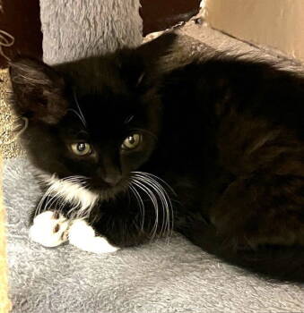 Rescue Domestic Medium Hair Cats for Adoption in Seal Beach, California - Kitten Dahlia | PetCurious