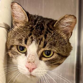 Bandit -  Domestic Short Hair Cat for Adoption in Kennebunk, Maine - Bandit | PetCurious