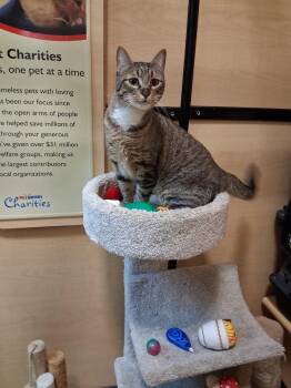 Domestic Short Hair Cats Available for Adoption in Rowlett, Texas - Splash | PetCurious