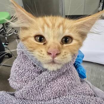 Snoozy -  Domestic Medium Hair Cat for Adoption in Las Cruces, New Mexico - Snoozy | PetCurious