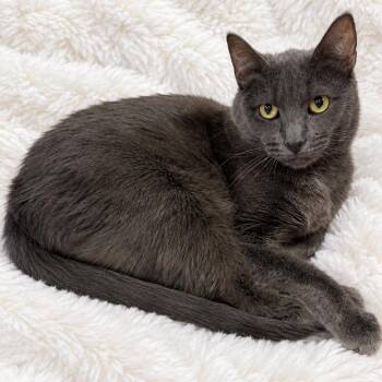 LA Beauty -  Russian Blue Cat for Adoption in Glendora, California - LA Beauty | PetCurious