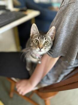 Michele -  Domestic Short Hair Cat for Adoption in Manchester, Maryland - Michele | PetCurious