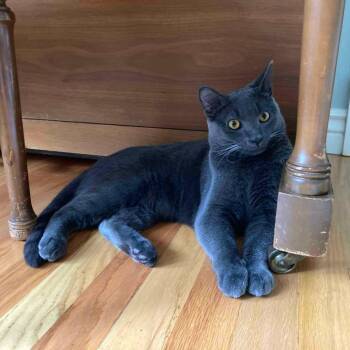 Mort -  Domestic Short Hair Cat for Adoption in Salt Lake City, Utah - Mort | PetCurious