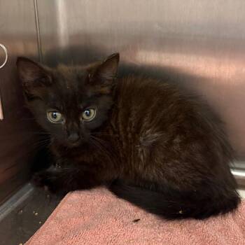 Cabbage -  Domestic Short Hair Cat for Adoption in Morganton, North Carolina - Cabbage | PetCurious