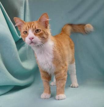 UMBER -  Tabby and Domestic Short Hair Cat for Adoption in Pasadena, California - UMBER | PetCurious