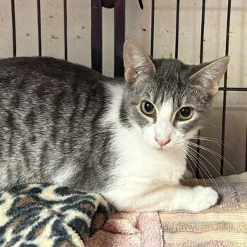Millie -  Tabby Cat Available for Adoption - Millie | PetCurious