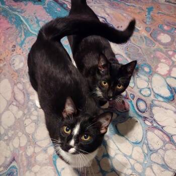 Domestic Short Hair Cats Available for Adoption - Clover & Chive | PetCurious