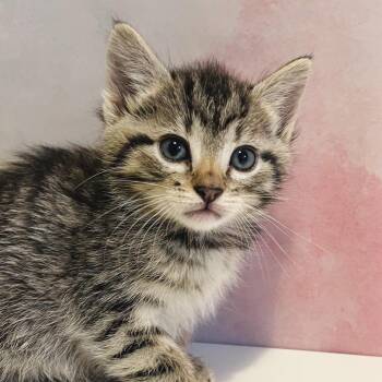 Pickle Juiced Optimism -  Domestic Short Hair Cat for Adoption in Fredericksburg, Virginia - Pickle Juiced Optimism | PetCurious