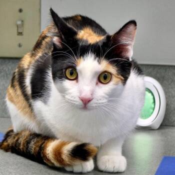 Rescue Calico and Domestic Short Hair Cats for Adoption in Tulsa, Oklahoma - Nutmeg (and Chai) | PetCurious