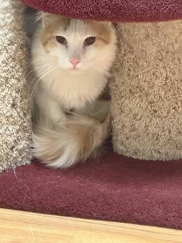 Domestic Long Hair Cats Available for Adoption - Stevie | PetCurious