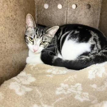 Domestic Short Hair Cats Available for Adoption - Rosiline | PetCurious