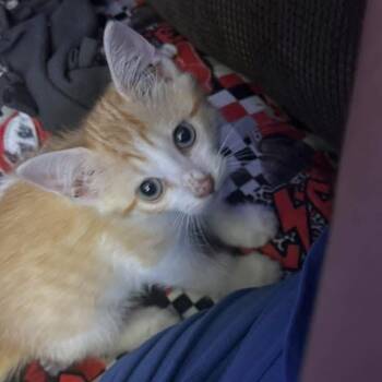Dash -  Domestic Short Hair Cat for Adoption in Columbus, Georgia - Dash | PetCurious