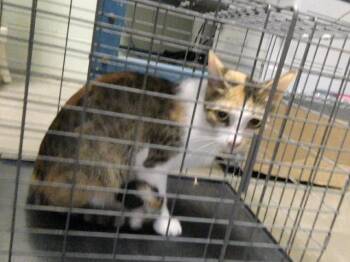 DIANNA -  Domestic Short Hair Cat for Adoption in Tulsa, Oklahoma - DIANNA | PetCurious