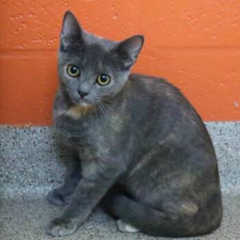 Annie -  Domestic Short Hair Cat for Adoption in Sarasota, Florida - Annie | PetCurious
