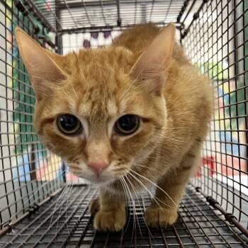 Domestic Short Hair Cats Available for Adoption in Lufkin, Texas - Edith | PetCurious