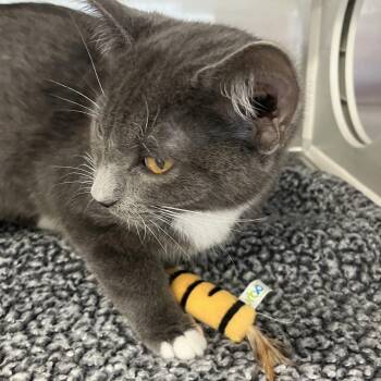 Rescue Domestic Short Hair Cats for Adoption in Pendleton, Oregon - Oscar | PetCurious