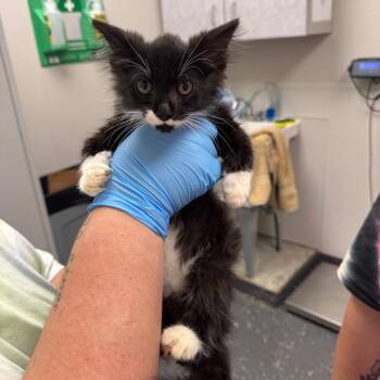 Timon -  Domestic Long Hair Cat for Adoption in Columbiana, Alabama - Timon | PetCurious