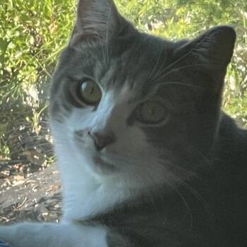 Puff -  Tabby Cat for Adoption in Fountain Valley, California - Puff | PetCurious