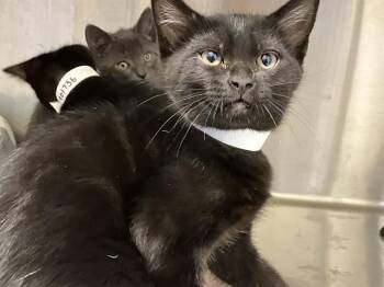 Domestic Short Hair Cats Available for Adoption in Tustin, California - BRIANNA | PetCurious
