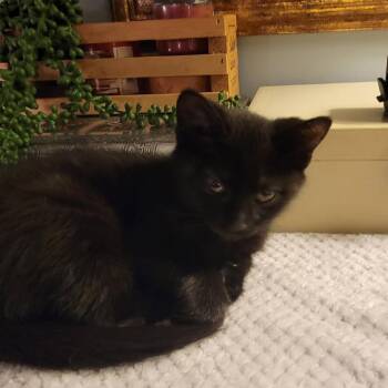 Billie -  Domestic Medium Hair Cat for Adoption in Marysville, Ohio - Billie | PetCurious