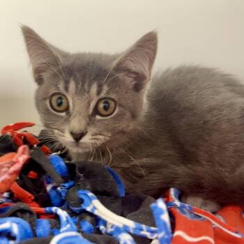 Jean Grey -  Domestic Short Hair Cat for Adoption in Reisterstown, Maryland - Jean Grey | PetCurious