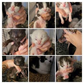 Domestic Short Hair Cats Available for Adoption - Tshirt | PetCurious