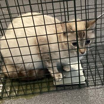 Domestic Short Hair Cats Available for Adoption in Montgomery, Alabama - Mama Kitty | PetCurious