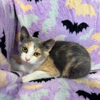 Autumn -  Domestic Short Hair Cat for Adoption in Kittanning, Pennsylvania - Autumn | PetCurious