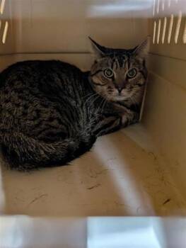 Rescue Domestic Short Hair Cats for Adoption in Montreal, Quebec - Sacha | PetCurious