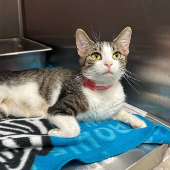 Roni -  Domestic Short Hair Cat for Adoption in Madison, Wisconsin - Roni | PetCurious