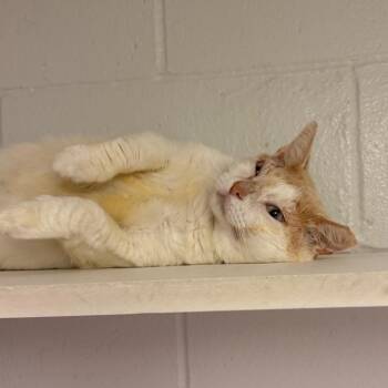 Prince -  Domestic Short Hair Cat for Adoption in Indianapolis, Indiana - Prince | PetCurious