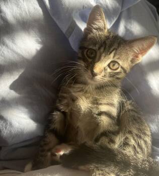 Rescue Domestic Short Hair Cats for Adoption in Cypress, California - Tabitha | PetCurious