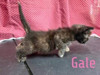 Domestic Short Hair Cats Available for Adoption in Pleasanton, Texas - Gale | PetCurious