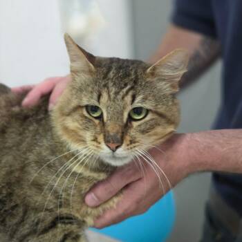Maccies -  Domestic Short Hair Cat for Adoption in Charleston, West Virginia - Maccies | PetCurious