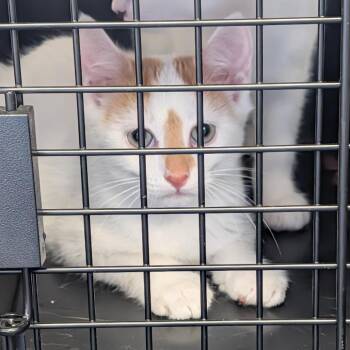 Cheddar -  Domestic Short Hair Cat for Adoption in Clearwater, Florida - Cheddar | PetCurious