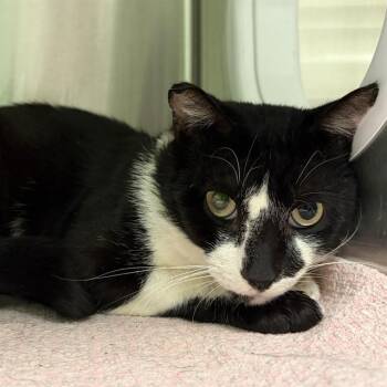 Domestic Short Hair Cats Available for Adoption in Barnstable, Massachusetts - WATSON | PetCurious