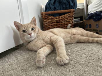 Rescue American Shorthair Cats for Adoption in Dallas, Texas - Theodore Rossevelt (New Digs) | PetCurious