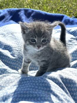 American Curl Cats Available for Adoption in Richmond, Kentucky - Sangria | PetCurious