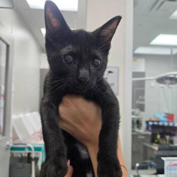 Sushi -  Domestic Short Hair Cat for Adoption in Jupiter, Florida - Sushi | PetCurious