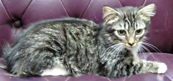 Rescue Domestic Medium Hair Cats for Adoption in Lexington, Virginia - Melody | PetCurious